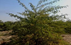 اجرای تکلیف شهرداری اهواز در احداث کمربند سبز