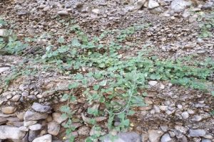 ۲ گونه گیاهی انحصاری ایران در آستانه انقراض قرار گرفتند