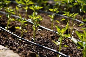 مدیریت پایدار، شرط اصلی نجات خاک در کشاورزی است