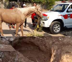 نجات اسب گرفتار شده در گل و لای توسط آتش‌نشانان دزفول