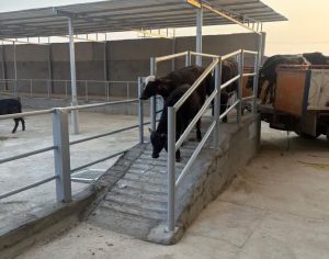 تولید گاومیش اصلاح شده در خوزستان