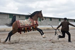 احداث پیست سوارکاری در باوی، نیازمند مصوبه شورای ورزش خوزستان