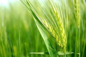 کشت گندم آبی در ۲۱۰ هزار هکتار از زمین‌های خوزستان