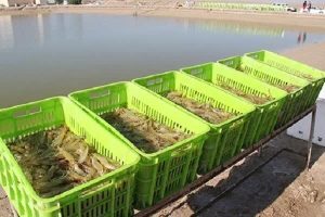 توقف اجرای طرح پرورش میگو در اراضی ملی بوطاهری هندیجان