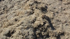 آغاز مطالعات توسعه زنجیره بار ارزش باگاس در خوزستان