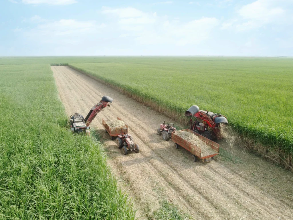 برداشت نیشکر از ابتدای فصل، ۱۰۰ درصد سبز انجام شده است برداشت نیشکر از ابتدای فصل، ۱۰۰ درصد سبز انجام شده است