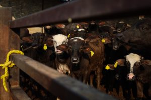 وضعیت کنترل شده اما شکننده تب برفکی در خوزستان