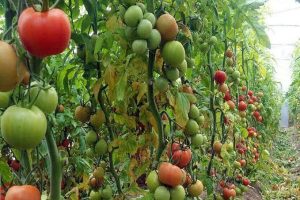 اتحادیه صادرکنندگان محصولات کشاورزی شمال خوزستان تشکیل می‌شود