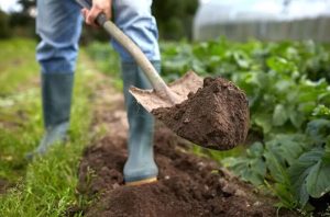 مدیر جهاد کشاورزی شادگان: شوری آب، زمین‌های کشاورزی منطقه را با مخاطره مواجه کرده است