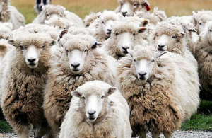 اختصاص بیش از ۴ هزار میلیارد ریال تسهیلات به بخش پرواربندی خوزستان