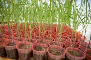 تولید دو رقم جدید نیشکر در خوزستان