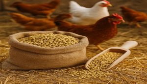 تامین خوراک مرغداری‌های خوزستان توسط یک شرکت دانش بنیان